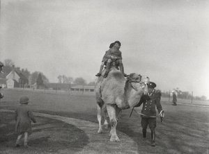 Um camelo árabe levando um par de crianças para um passeio no ZSL Whipsnade, março de 1932